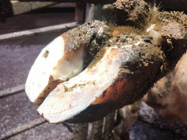 Обрезка копыт и первичное лечение КРС