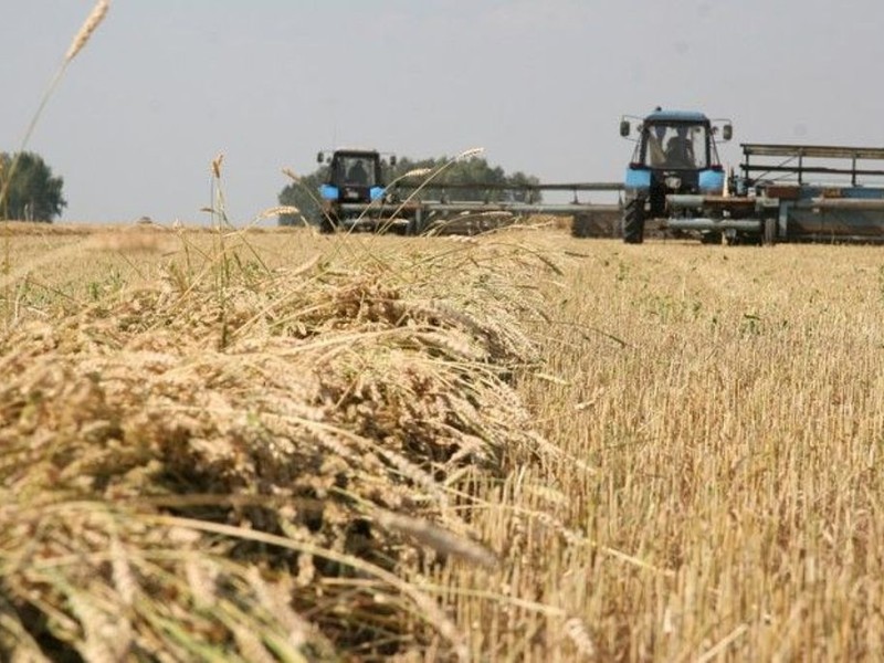 Массовая уборка зерновых в Беларуси завершится к концу следующей недели