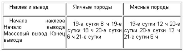 Естественное насиживание (Часть 4)