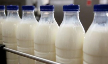 Молочники попросили отложить запрет на использование сырья от лейкозных коров