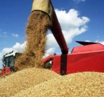 Канада увеличила экспорт зерна на 7%