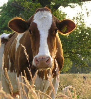 Лейкозные коровы ставят молочный рынок под угрозу