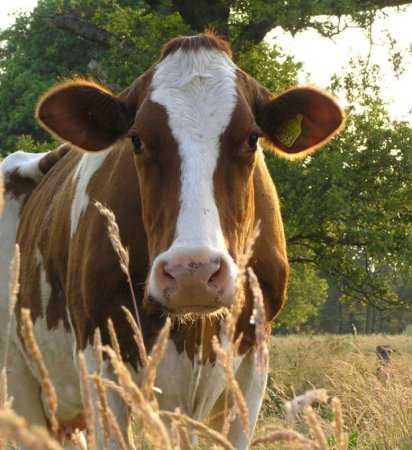 Лейкозные коровы ставят молочный рынок под угрозу