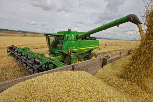 На Дону собрано уже почти 5,5 млн тонн зерна нового урожая
