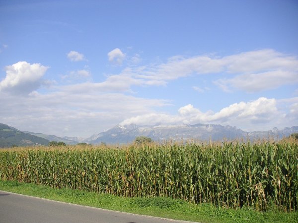 Украина: Ю.Тимошенко пообещала аграриям создать агробанк в 1 квартале 2010 г.