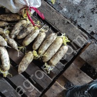 редька