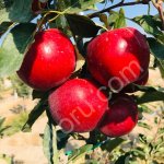 Саженцы фруктов