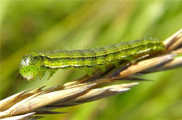 Тюменские поля атаковали гусеницы лугового мотылька