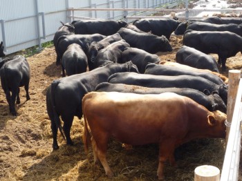В Казахстан из США завезли коров без племенных сертификатов