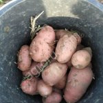 Картофель ОПТОМ