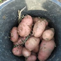 Картофель ОПТОМ