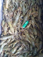 Живые раки