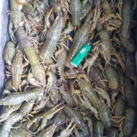 Живые раки