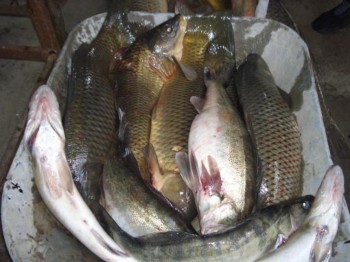 Браконьеры поймали рыбу, милиционеры — браконьеров