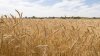 Европейские биржи пшеницы завершили торги среды в плюсе
