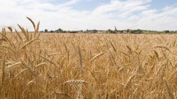 Европейские биржи пшеницы завершили торги среды в плюсе