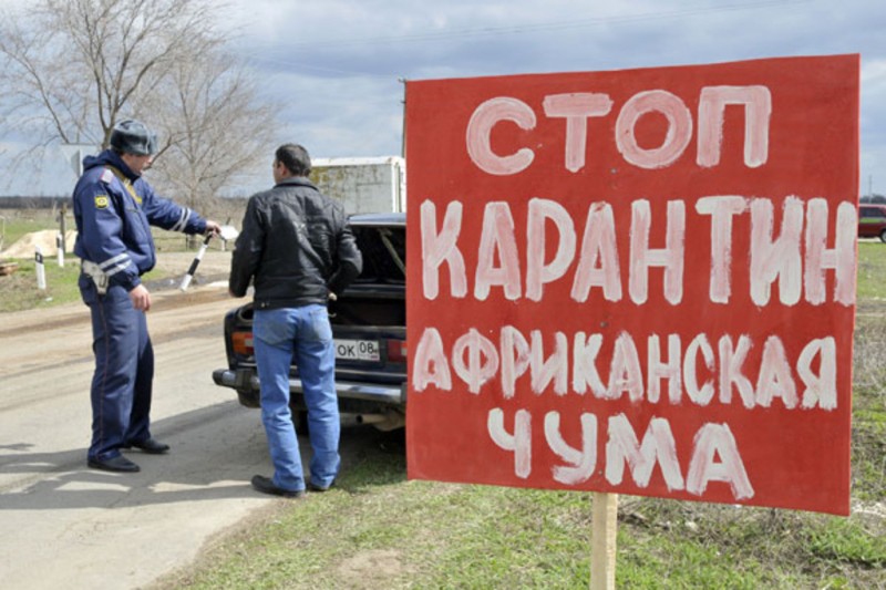 Из-за угрозы АЧС ввоз сала, свинины и живых свиней на территорию Брянщины ограничен