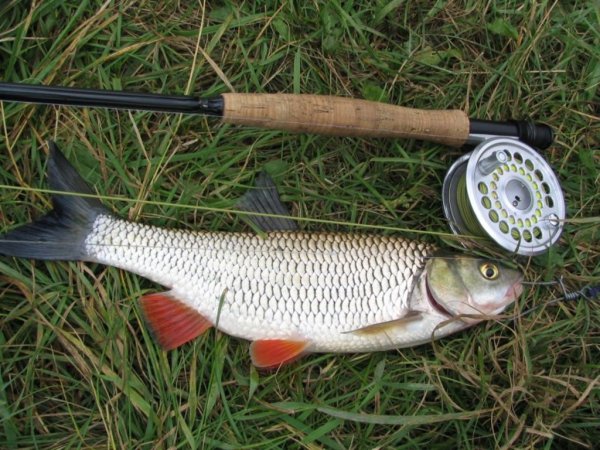 Опубликован рыбный приказ №227