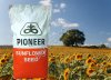 Гибриды семена подсолнечника Сингента (Syngenta), Майсадур (Maisadour), Пионер (Pioneer), Лимагрен