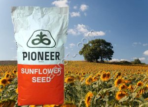 Гибриды семена подсолнечника Сингента (Syngenta), Майсадур (Maisadour), Пионер (Pioneer), Лимагрен