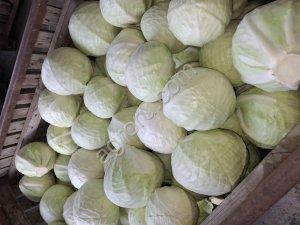 Капуста белокочанная