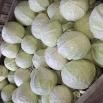 Капуста белокочанная