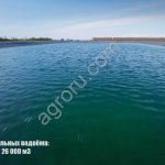 Орехоплодныи сад миндаля и фундука