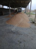 Рис сырец сорт Казанова