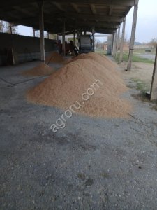 Рис сырец сорт Казанова