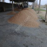 Рис сырец сорт Казанова