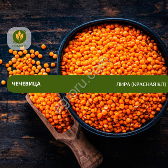 Семена чечевицы Лира (красная КЛ)