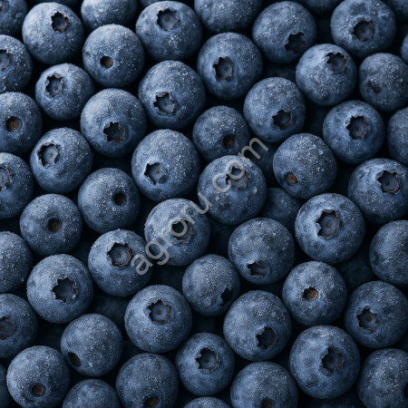 Замороженная голубика