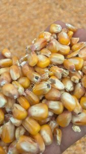 Кукуруза Фуражная