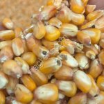 Кукуруза Фуражная