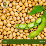 Семена сои Цивиль