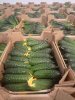 Огурец тепличный колючий короткоплодный Валигора