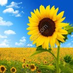 Семена подсолнечника