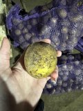 Картофель оптом