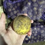 Картофель оптом