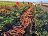 Морковь от производителя
