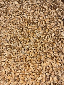 семена яровой пшеницы Тарская 12 ОС СуперЭлита