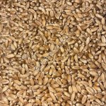 семена яровой пшеницы Тарская 12 ОС СуперЭлита