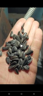 Подсолнечник калиброванный кондитерских сортов