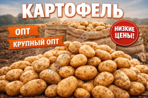 Картофель