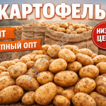 Картофель