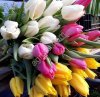 тюльпаны