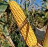 Семена Кукурузы РОСС 130 МВ F1/ 140 МВ F1/ 199 МВ F1