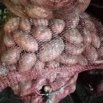 Картофель продовольственный