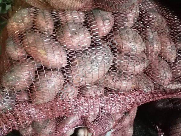 Картофель продовольственный