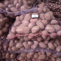 Картофель